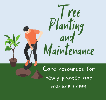 Tree Maintenance and Planting
